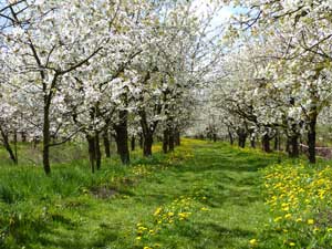 Das Alte Land im Frühjahr