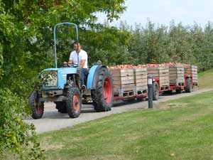 Das Alte Land im Herbst